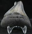 Serrated, Posterior Megalodon Tooth #23730-1